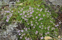 Thymus dzevanovskyi