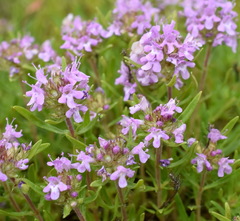 Thymus dzevanovskyi