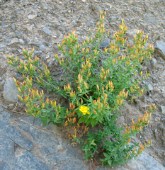 Hypericum linarioides