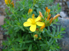 Hypericum linarioides