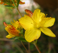 Hypericum linarioides