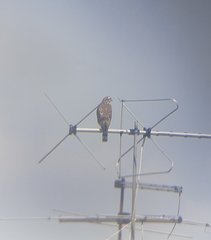 Rupornis magnirostris