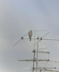 Rupornis magnirostris