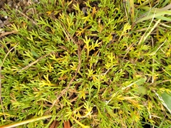Leptinella pyrethrifolia