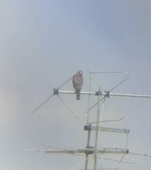 Rupornis magnirostris