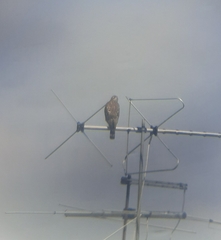 Rupornis magnirostris