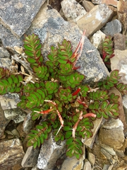 Epilobium rubro-marginatum