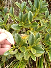 Brachyglottis adamsii