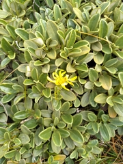 Brachyglottis adamsii