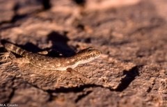 Tropiocolotes algericus