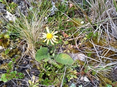 Brachyglottis lagopus