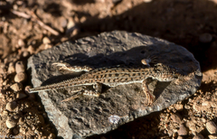 Acanthodactylus maculatus