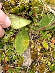 Brachyglottis lagopus
