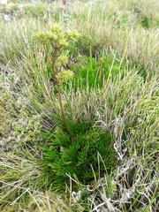 Aciphylla polita