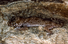 Stenodactylus mauritanicus