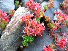 Phedimus stevenianus