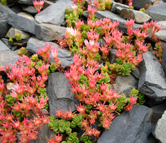 Phedimus stevenianus