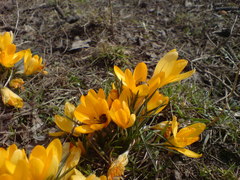 Crocus flavus