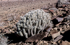 Euphorbia officinarum echinus