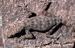 Ptyodactylus oudrii