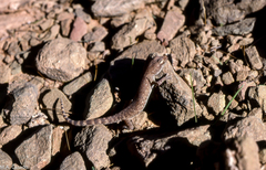 Tropiocolotes algericus