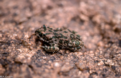 Bufotes boulengeri