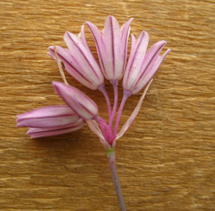 Allium kunthianum