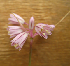 Allium kunthianum