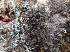 Neophyllis melacarpa