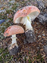 Amanita muscaria