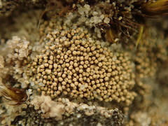 Neophyllis melacarpa