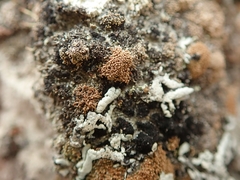 Neophyllis melacarpa