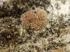 Neophyllis melacarpa