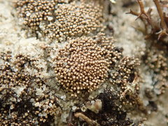 Neophyllis melacarpa