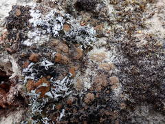 Neophyllis melacarpa