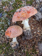 Amanita muscaria