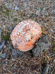 Amanita muscaria