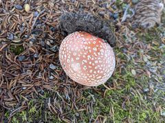 Amanita muscaria