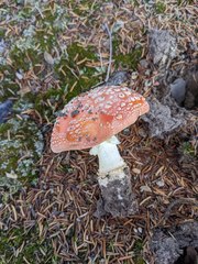 Amanita muscaria