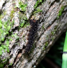 Eilema griseola