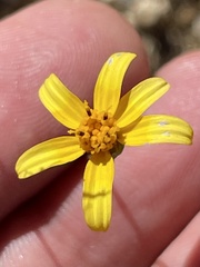 Bidens xanti
