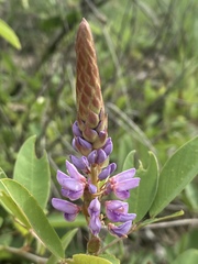 Uraria lagopodioides