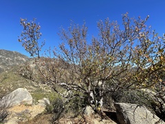 Bursera cerasiifolia