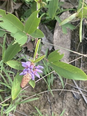 Uraria lagopodioides