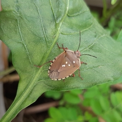 Chinavia erythrocnemis