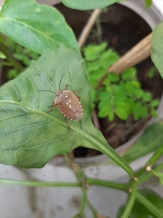 Chinavia erythrocnemis