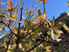 Bursera cerasiifolia