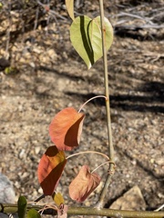 Jatropha vernicosa