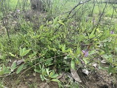 Uraria lagopodioides