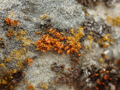 Teloschistes velifer